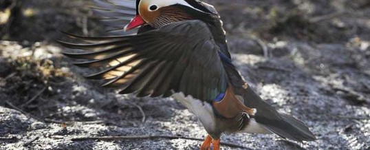 Water Most Fowl (and other British Trivia)