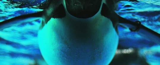 Penguins – The New Water Coolers?