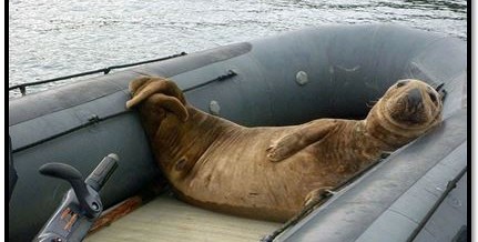 The Dinghy Stealing Seal