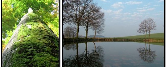 Trees and Water – Part I
