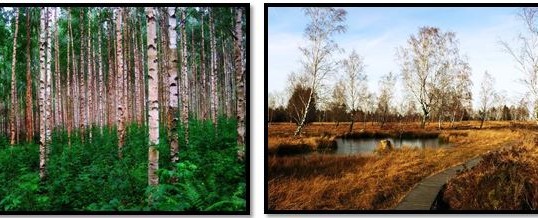 Trees and Water – Part II