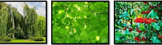 Water and Trees – Part III