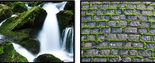 The Watery Fern Moss