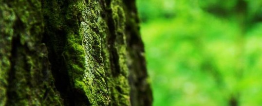 Water & Trees – Part IV