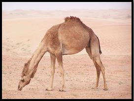 What Animal is the biggest Water-phobe?