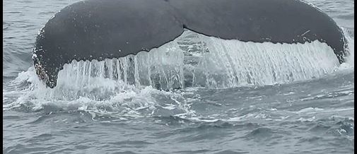 The Whale at the Water Cooler