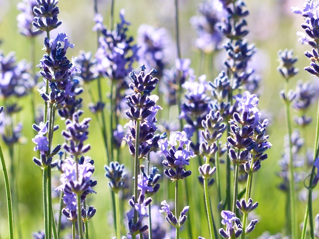 Lavender Flower