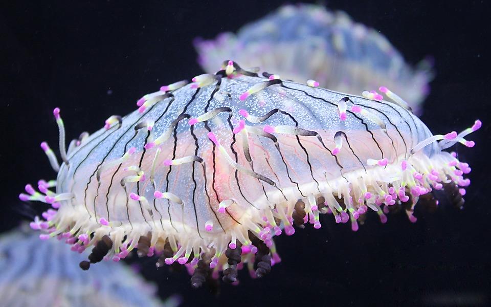 Water Cooler Wonder – the Glowing Jellyfish