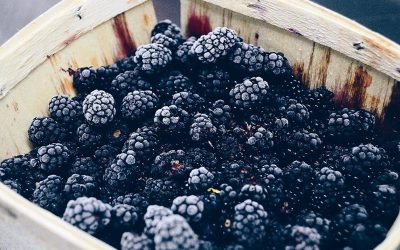 Water rich winter fruit – the ubiquitous Blackberry