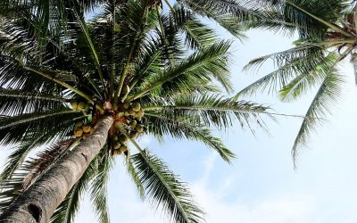 Wisdom at the Water Cooler – Are Coconuts really all that?