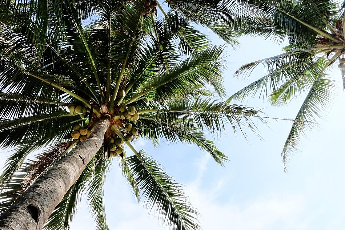 Wisdom at the Water Cooler – Are Coconuts really all that?