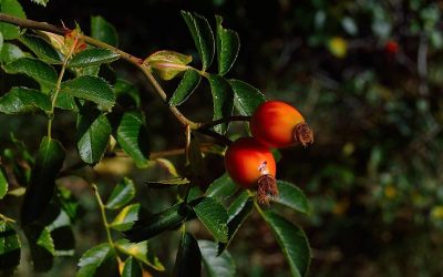 Food and drink at the Water Cooler – Goji Berries – packing a healthy punch