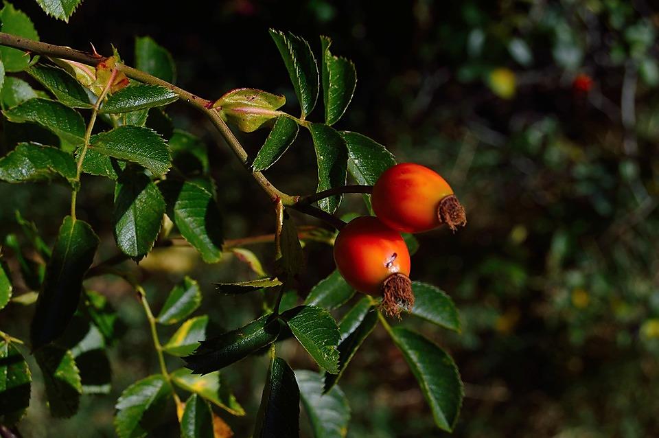 Food and drink at the Water Cooler – Goji Berries – packing a healthy punch