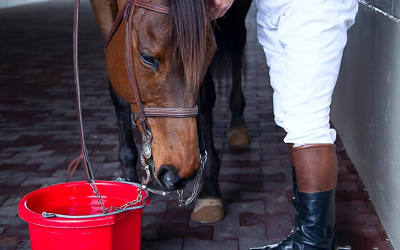 You can lead a Horse to Water … but can you lead a Human to the Water Cooler?