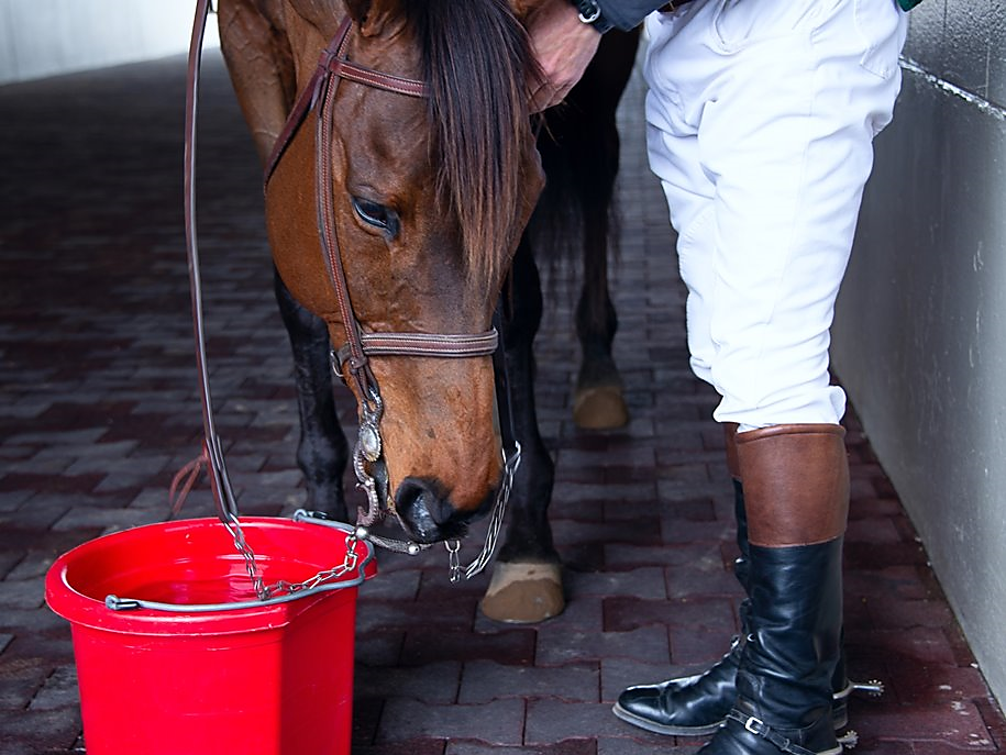 You can lead a Horse to Water … but can you lead a Human to the Water Cooler?