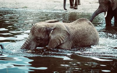 Elephant Pumps & Underground Water in Africa