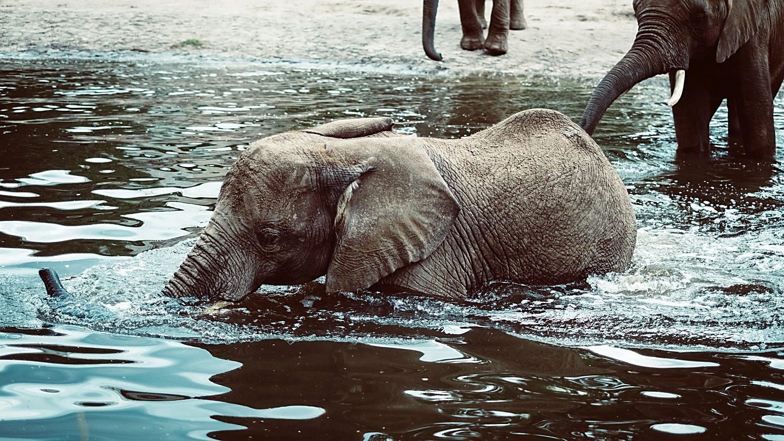 Elephant Pumps & Underground Water in Africa