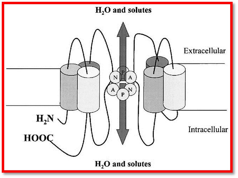 Water Cooler Chat – AquAid and the Aquaporins