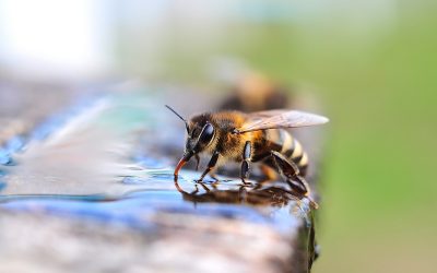 To Bee or Not to Bee? Just Add Water!