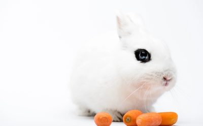 April’s Full Calendar … A Carrot and a Macaron at the Water Cooler