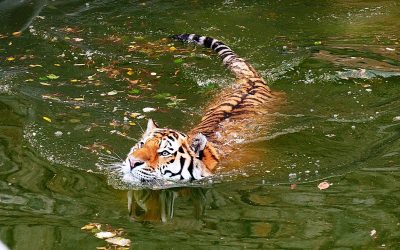 Wild at the Water Cooler: The Indomitable Tiger