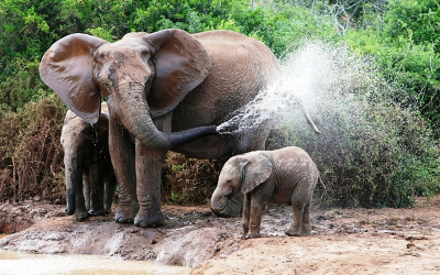 Nature at the Water Cooler: World Elephant Day